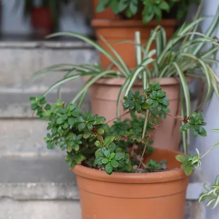 Apartment Cozy In The Heart Of Tirana